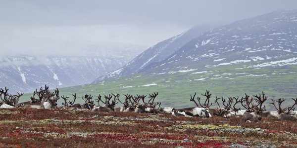 Аксарка стойбище оленеводов