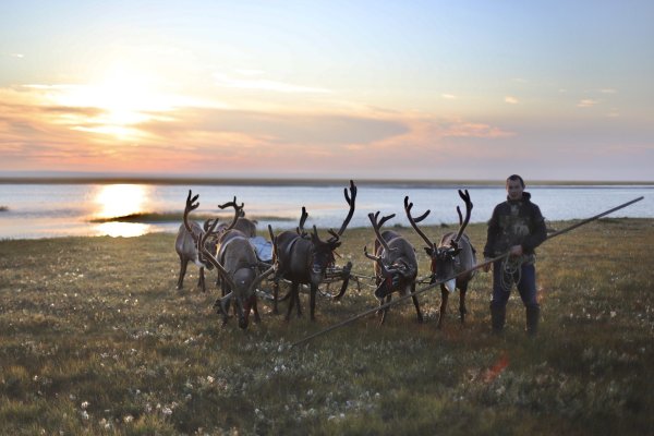 Тайга, лесотундра , тундра Республики Коми