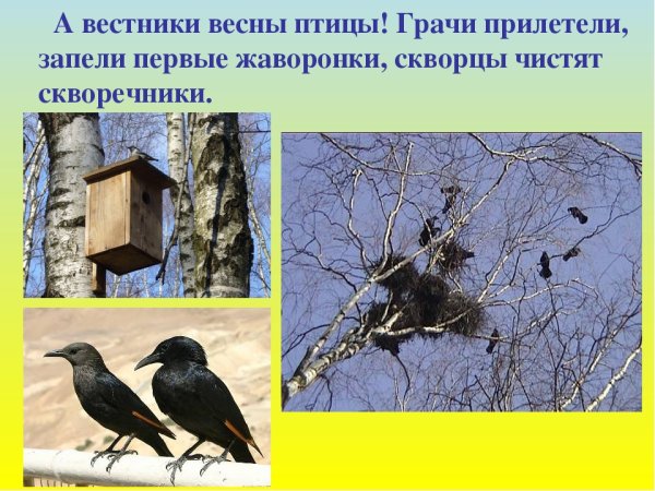 Птицы Грач, скворцы прилетели