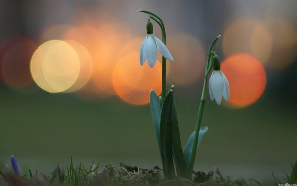 Сирень ночью