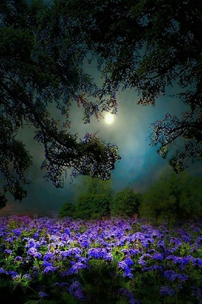 Добрый вечер с птицами