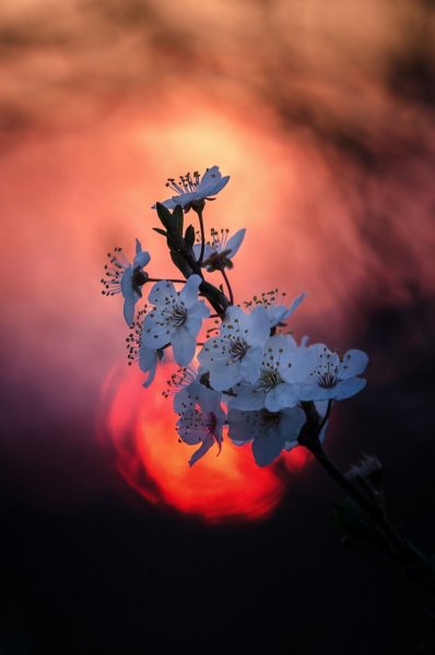 Доброго вечера природа цветы