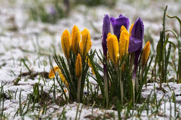 Апрель природа