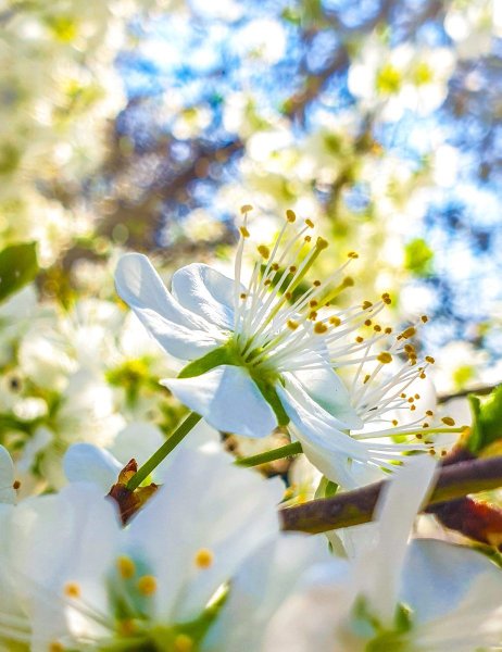 Апрель цветы