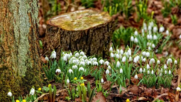 Кандыки подснежники Полянки