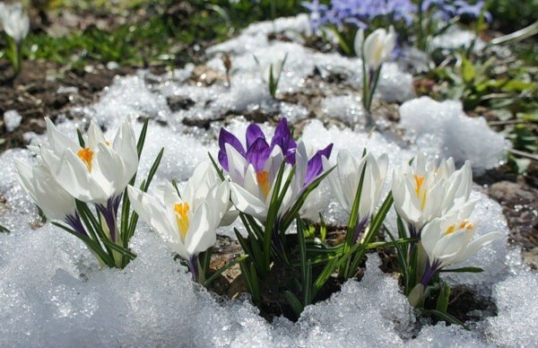 Подснежники эдельвейсы