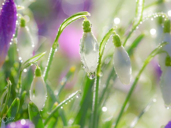 Весенняя капель