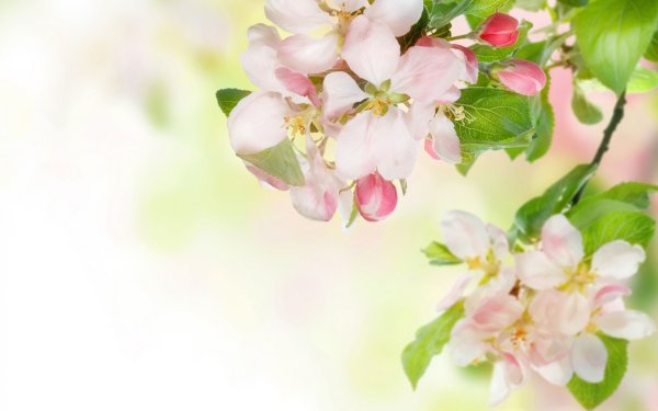 Ветка яблони