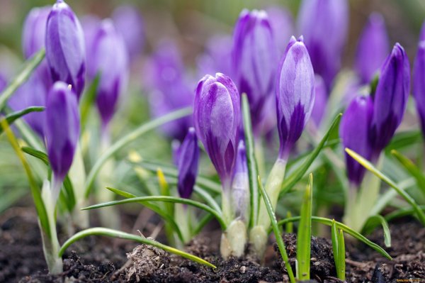 Луковичные первоцветы