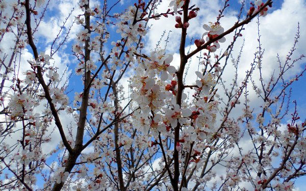 Цветущий абрикос