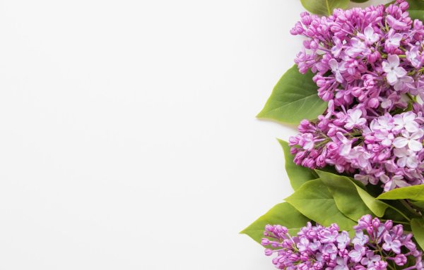 Яблоня Пинк цветение