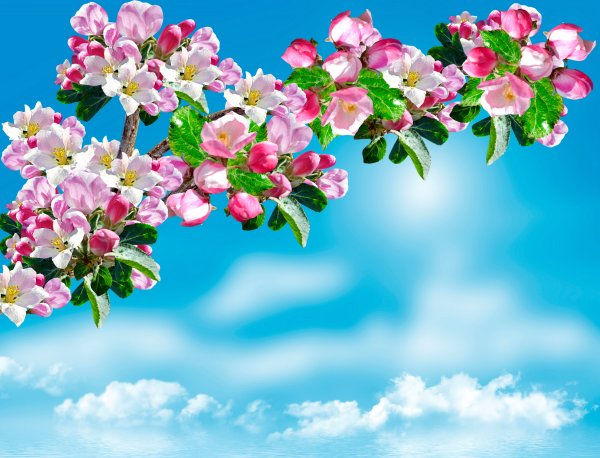 Коричневые цветы в природе