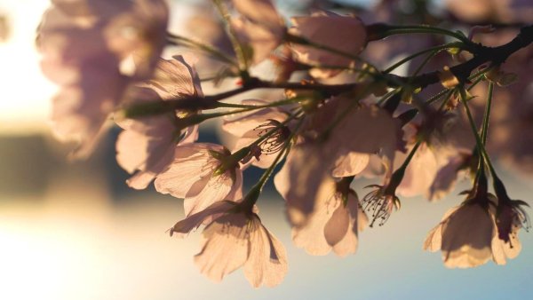 Весенние цветы фон