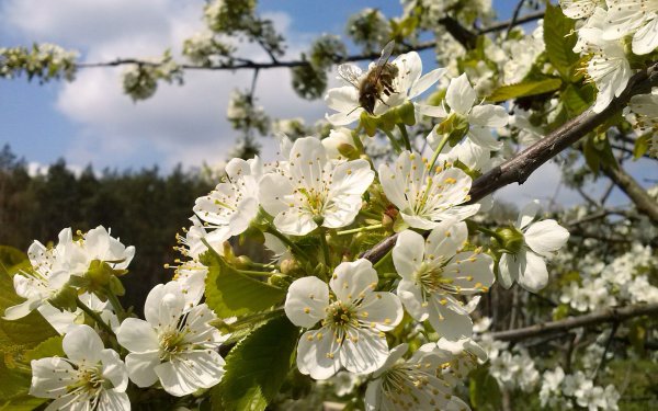 Весна Верба