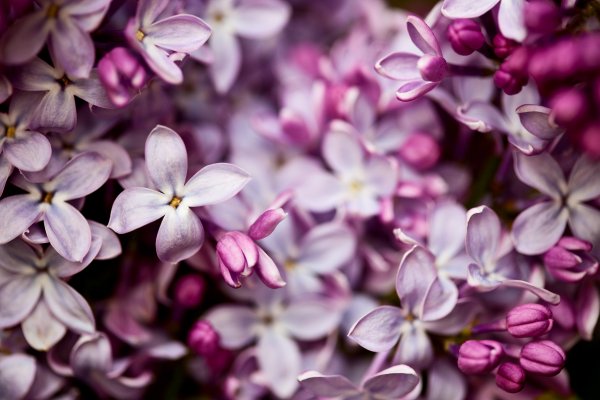 Весна Эстетика