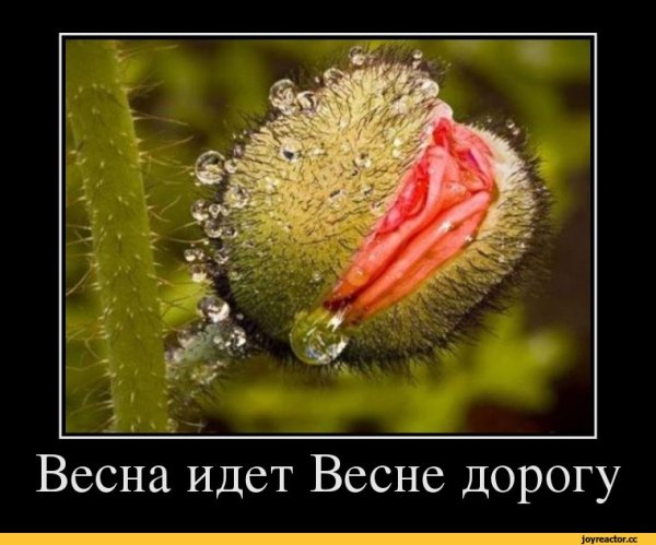 Открытка Весна идет весне дорогу