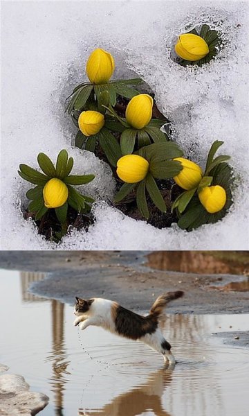 Кошка в луже