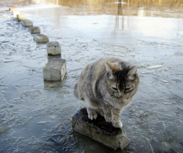 Демотиваторы про весну