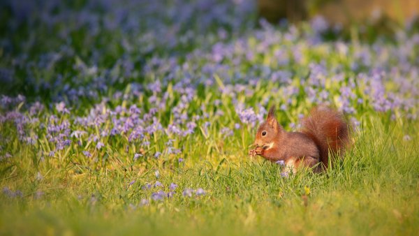 Животные на Поляне