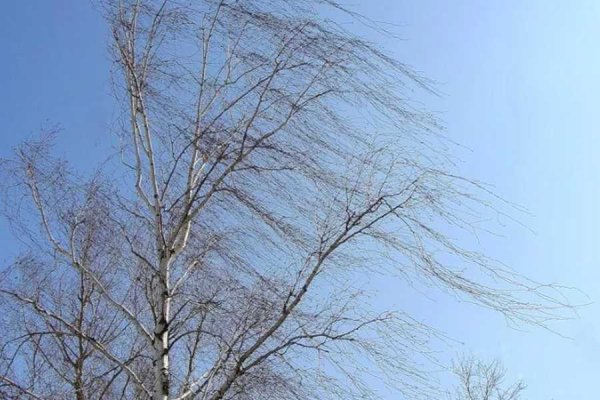 Сильный ветер весной