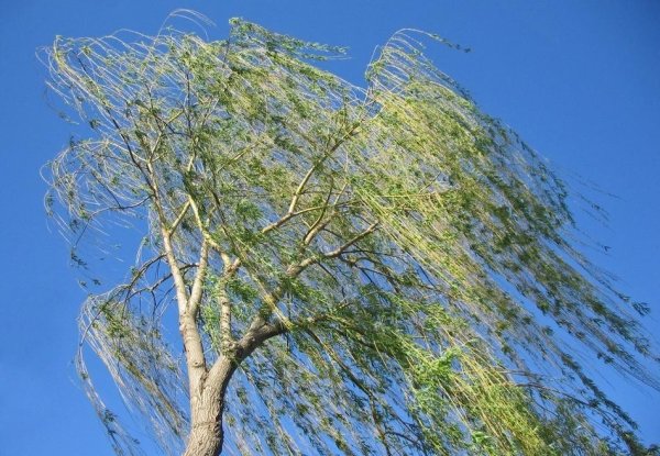 Ветер весной