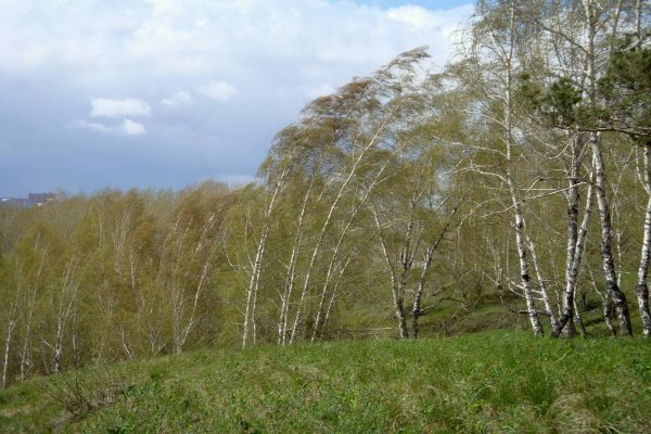 Береза на ветру