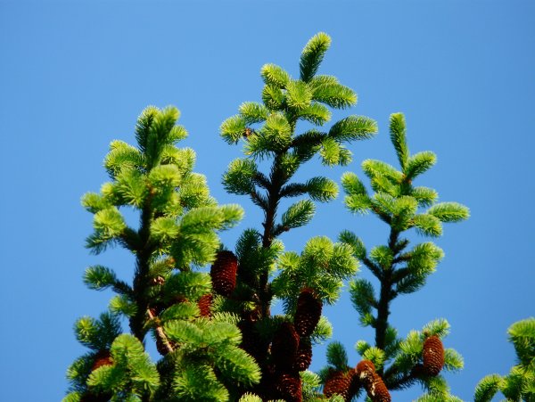 Pinus елка пихта зелено/голубая 2.7