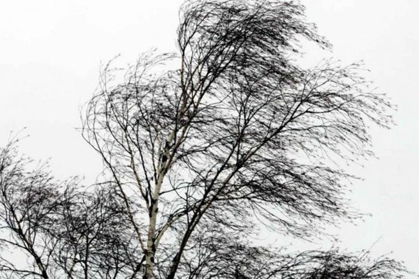 Порывы ветра Весна