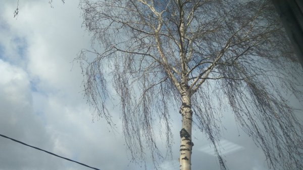 Апрельский ветер