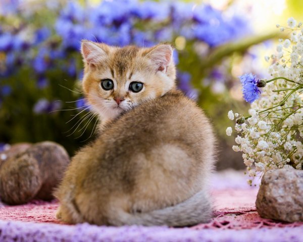 Кошечка красивая с цветами