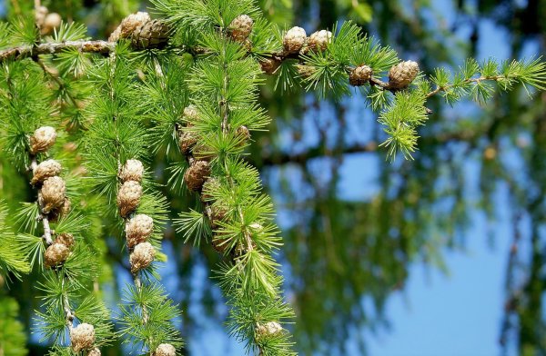Лиственница Сибирская Larix sibirica