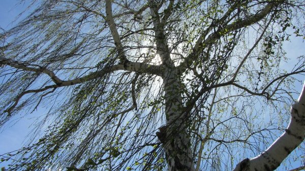 Ветки деревьев на ветру