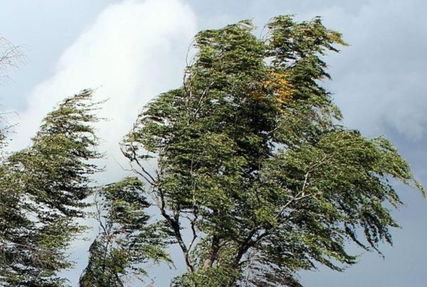 Сильный ветер в Костромской области