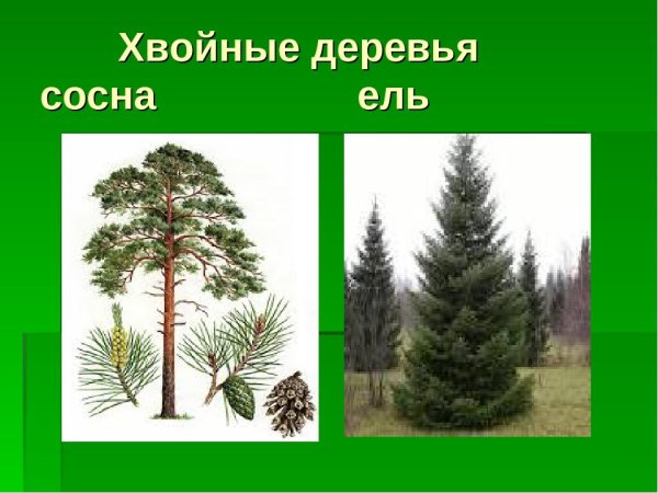 Кедр хвоя и шишки
