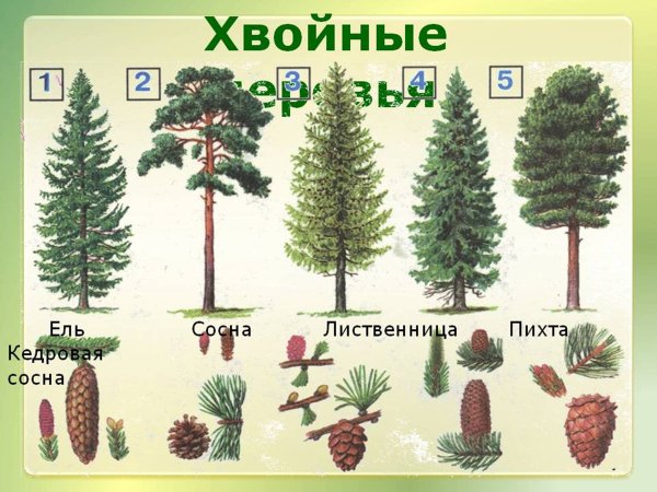 Лиственница это хвойное или лиственное дерево