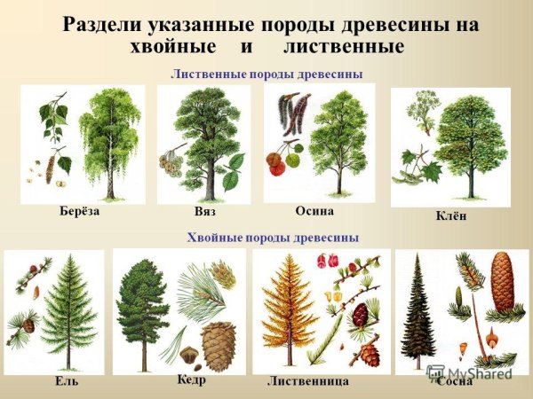 Ель пихта кедр семена