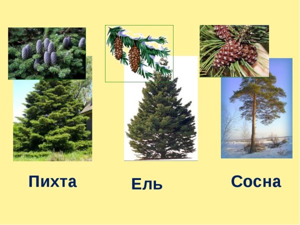 Сосна кедр пихта лиственница