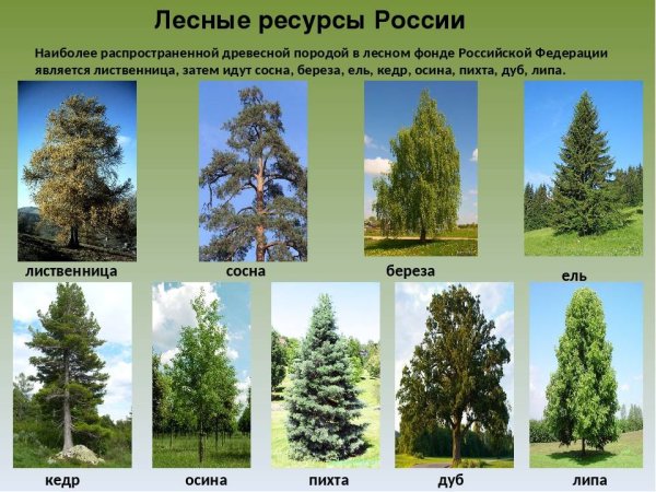 Хвойные ель сосна лиственница
