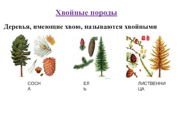 Хвойные деревья сосна ель лиственница