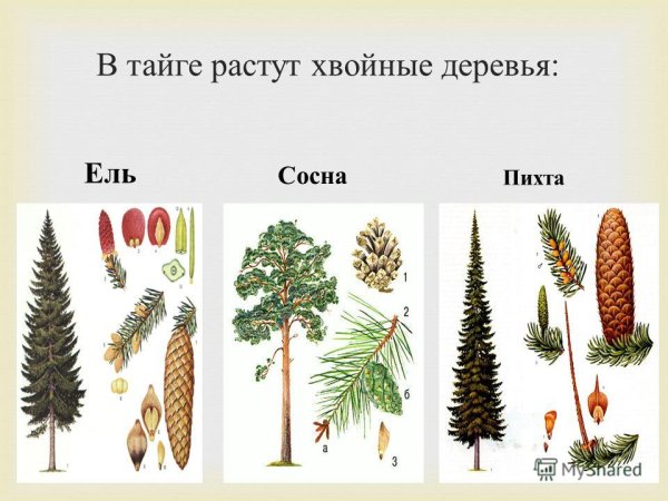 Ель хвоинки