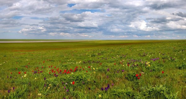 Поле ранней весной