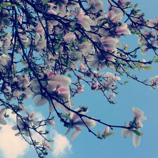 Весна Эстетика