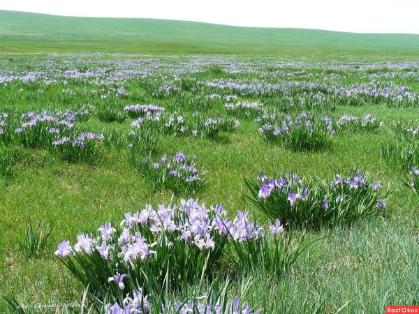 Оренбургская степь весной