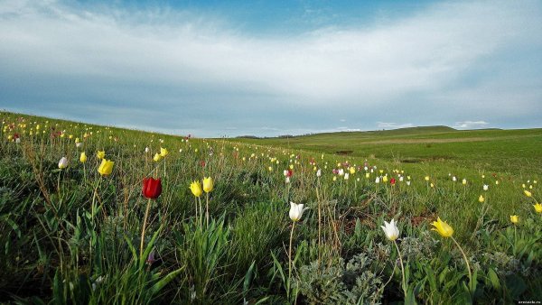Оренбургская степь весной