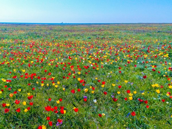 Тюльпанный луг Волгоградская область