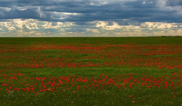Калмыкия тюльпановые поля