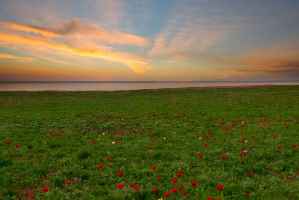 Калмыкия тюльпановые поля