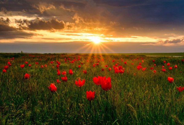 Степные Дикие тюльпаны Калмыкии.