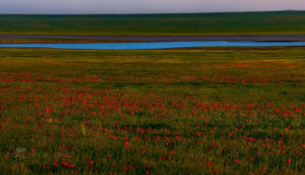 Цветение тюльпанов в Калмыкии