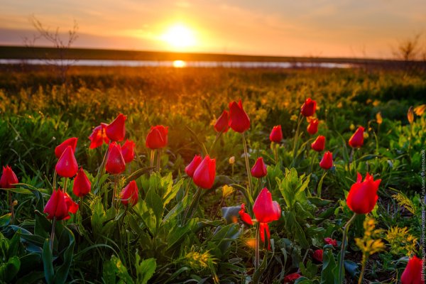 Тюльпаны в степи Калмыкии